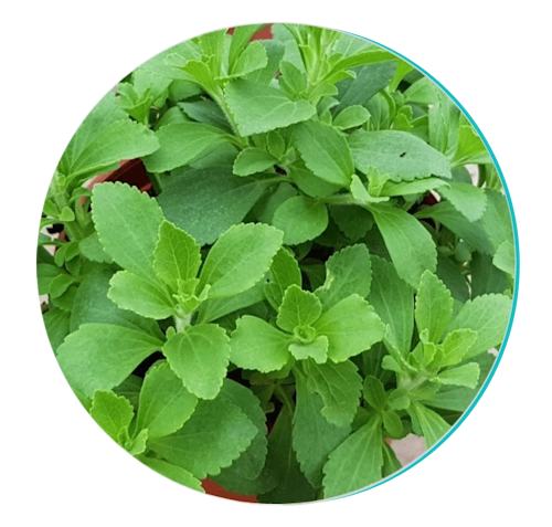 stevia new
